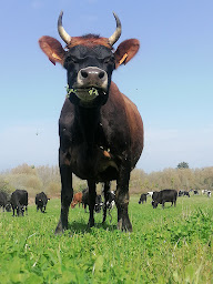 Photo n°14 de GAEC EsquiBio à Audierne (Produits laitiers)