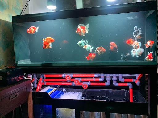 Hồ