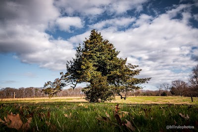 Wye Island Holly Tree