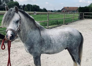 Photo n°11 de LES ECURIES DE LA LAWE à La Couture (Centre équestre)