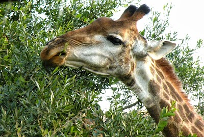 Photos of Dinizulu Safaris