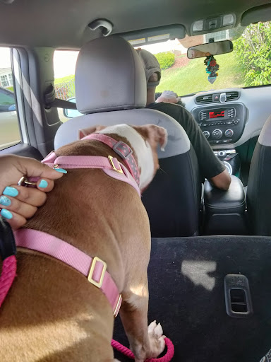 Central Animal Hospital - Thumbnail