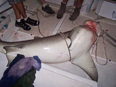 Photos of Fish Master Charters