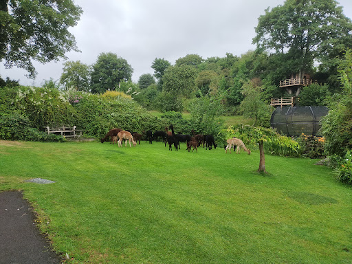 Woolville Alpacas - Thumbnail