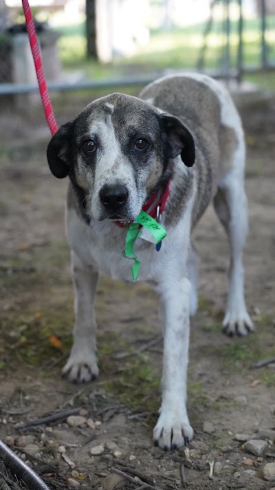 CityPaws Animal Hospital