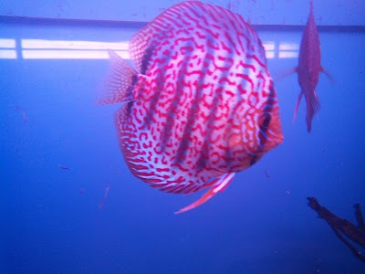 Photos of Aquanascape