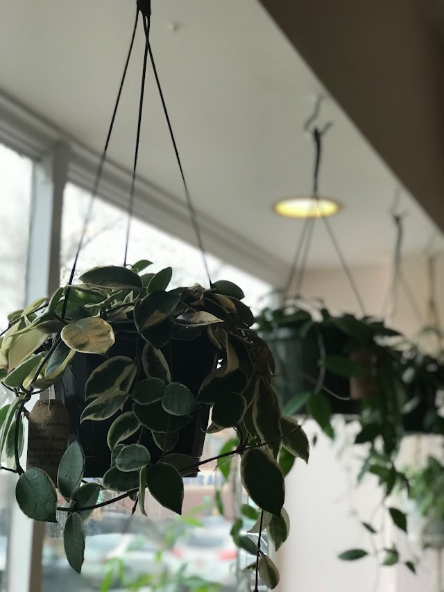 Planted Cafe