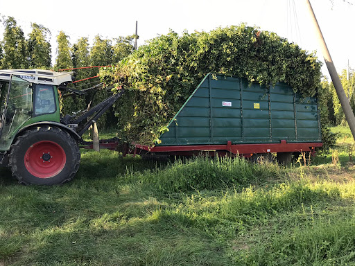 Pichlmeyer Hops - Visual