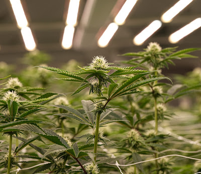 Photo of Undertow Cannabis Co. (Medical Cannabis)