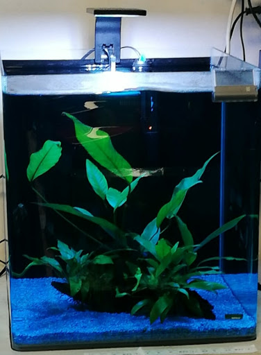 Tropical Acquari - Visual