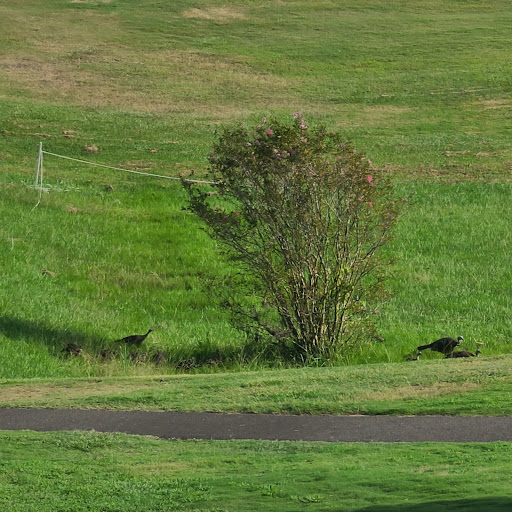 Trail's End Golf Course - Thumbnail