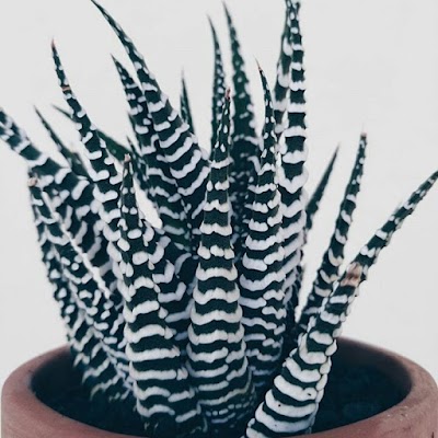 Photos of Cactia