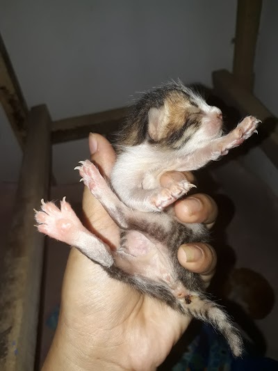 Photos of Deka Pet Shop