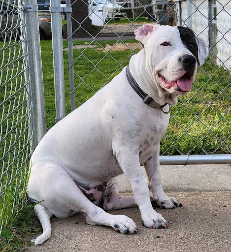 Patterson Dog and Cat Hospital - Thumbnail