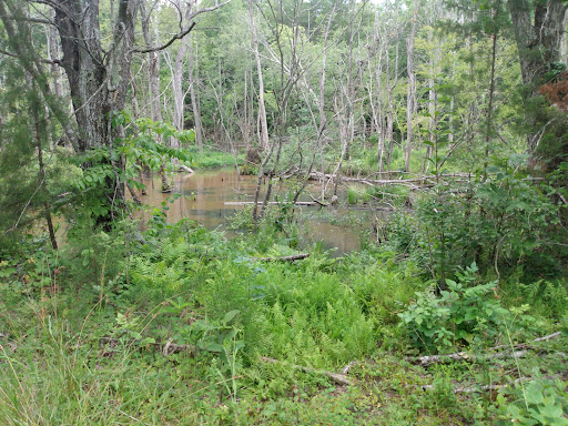 County Wide Park - Thumbnail