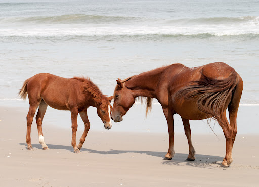 Wild Horse Adventure Tours - Thumbnail