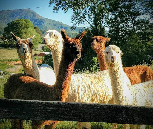 Sugg Plantation And Alpaca Farm