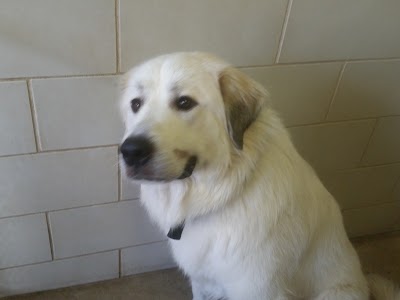 Photos of Humane Society Of West Michigan