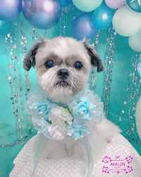 DOG SALON AVALON