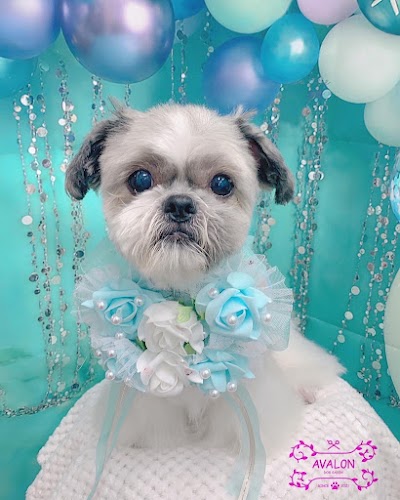 DOG SALON AVALON