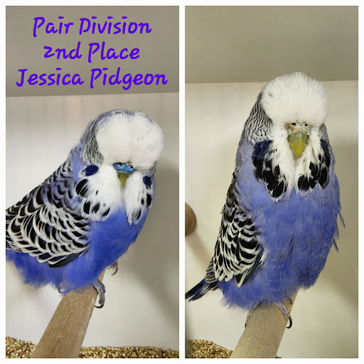 The Pidgeon Coop - Thumbnail