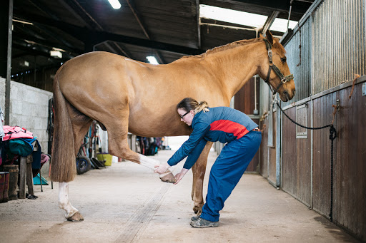 O.H. Equine Therapy
