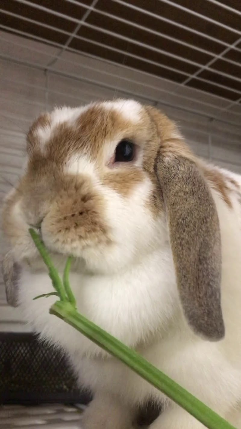 うさぎカフェ chocolate otter