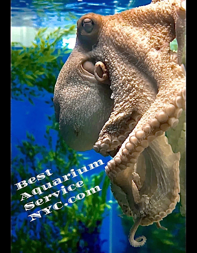 Best Aquarium Service NYC, Inc. - Thumbnail