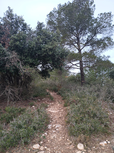 Montalt Gallery - Spain