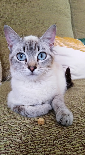 VeterVan, tu veterinaria en casa