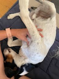 Photo n°5 de Sophie Fourquet - Physiothérapeute Manuel Equin et Canin RNCP 31959 à Pessan (Kinésithérapeute)