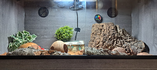 Rainforest Exotics - Visual