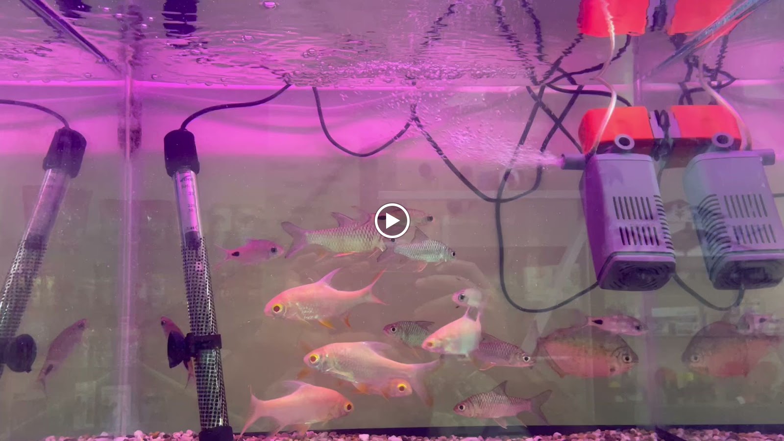 Majestic Pets & Aquarium - صورة 3