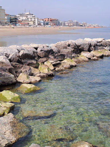 bellaria igea marina - Thumbnail