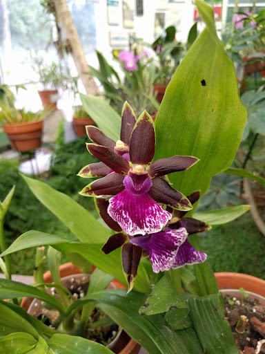 Jardin Orquidario - Thumbnail