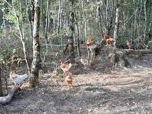 Photo n°1 de Ferme Bernatmoulié à Serres-Gaston (Ferme d'élevage)