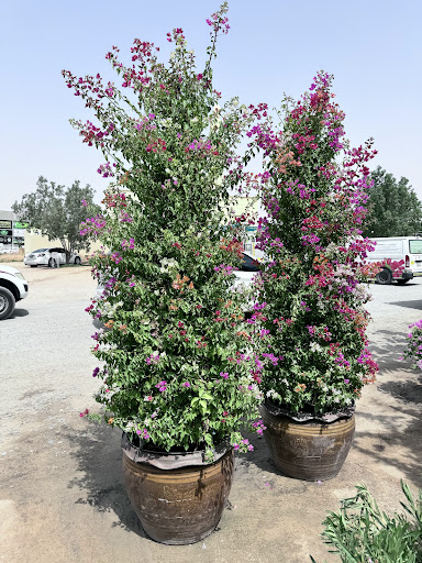 Gallery image 29