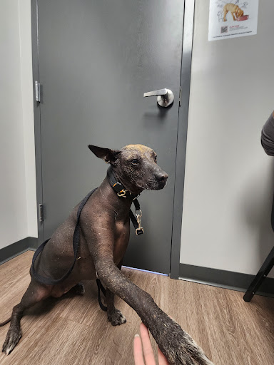 Pine Grove Animal Hospital - Thumbnail