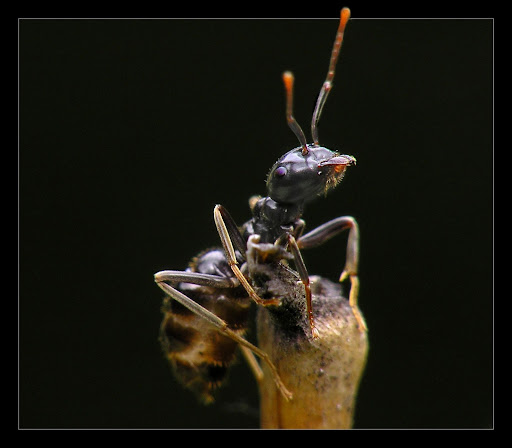 https://coomarservices.com/ants