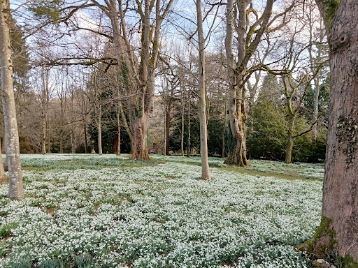 Colesbourne Gardens - Thumbnail