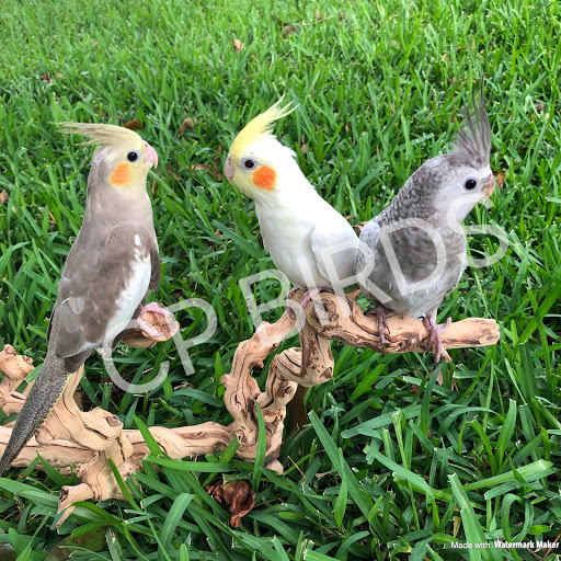 CP Birds - Visual