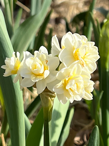 Denison Flowers - Visual