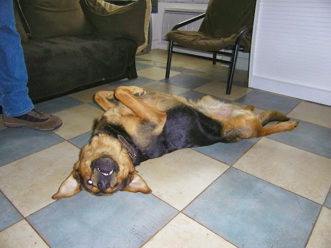 CANI CLASS Education Canine et Comportement - Dresseur pour chiens