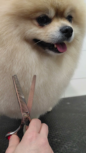 Salon Pielęgnacji Psów PUPIL