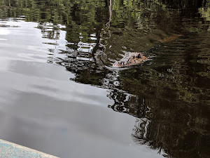 Tambopata Jungle Tours Peru 5