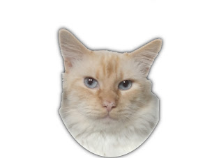 Photo n°3 de Ulrich Ramonage à Tournon-d'Agenais (Service de nettoyage et d'entretien)