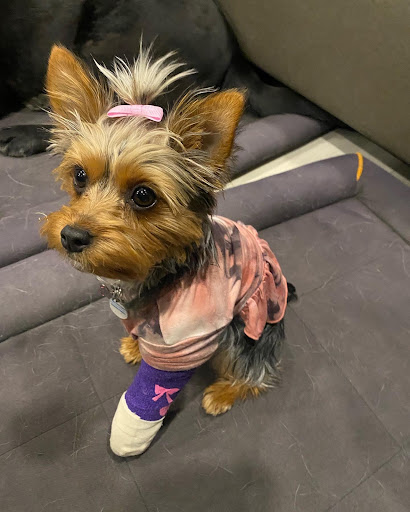 Emergency Vet Hospital of Coeur d'Alene - Thumbnail