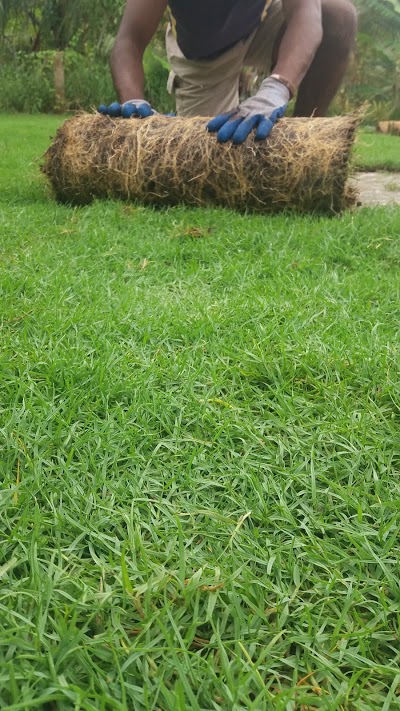 Photos of Nanayakkara Grass Suppliers (Grass suppliers in Srilanka)