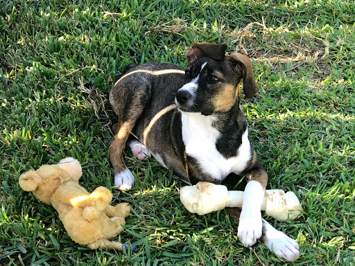 Brinlee Vet Services