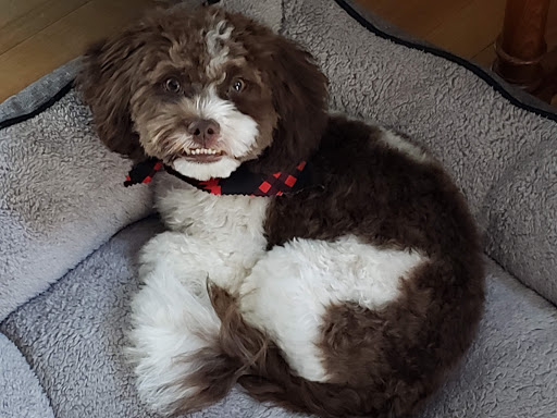 Gentle Paws Pet Grooming
